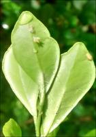 Dissertação de mestrado.Leanderson Oliveira.pdf.jpg